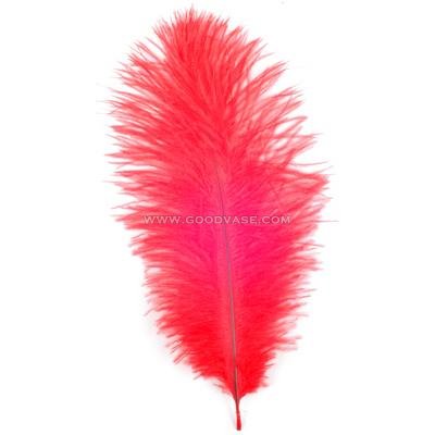 feather - Click Image to Close