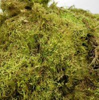 GREEN MOSS