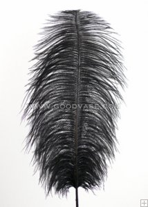 feather